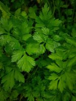 گشنیز - تصویر 6